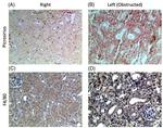 F4/80 Antibody in Immunohistochemistry (Paraffin) (IHC (P))