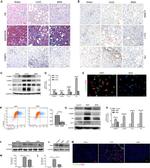 F4/80 Antibody in Flow Cytometry (Flow)