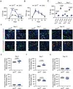 F4/80 Antibody in Immunocytochemistry (ICC/IF)