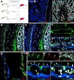 F4/80 Antibody in Immunohistochemistry (Frozen) (IHC (F))