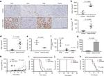 FOXP3 Antibody in Immunohistochemistry (IHC)