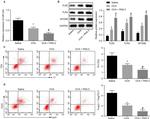 FOXP3 Antibody in Flow Cytometry (Flow)