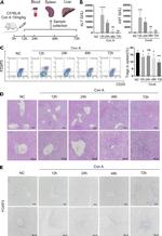 FOXP3 Antibody in Immunohistochemistry (IHC)