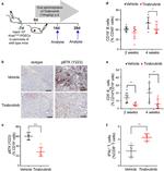 IFN gamma Antibody in Flow Cytometry (Flow)