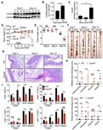 IFN gamma Antibody in Flow Cytometry (Flow)