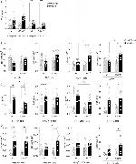 IFN gamma Antibody in Flow Cytometry (Flow)