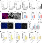 FOXJ1 Antibody in Immunocytochemistry (ICC/IF)