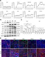 FOXJ1 Antibody in Western Blot (WB)