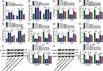 Cyclin D1 Antibody in Western Blot (WB)