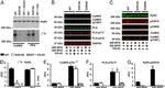 Phospholamban Antibody