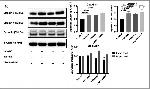 Claudin 1 Antibody in Western Blot (WB)