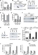 SMAD3 Antibody in Western Blot (WB)