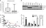 Vimentin Antibody in Western Blot (WB)