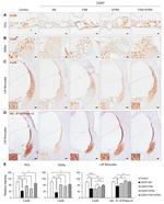 Connexin 26 Antibody in Immunohistochemistry (IHC)