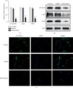 VEGFA Antibody in Western Blot (WB)