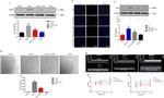 VEGFA Antibody in Western Blot (WB)