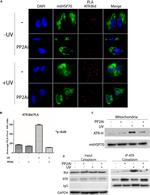 mtHSP70 Antibody in Western Blot (WB)