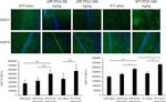 HSP70 Antibody in Immunohistochemistry (IHC)