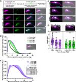 alpha Tubulin Antibody in Immunohistochemistry (IHC)