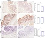 F4/80 Antibody in Immunohistochemistry (IHC)