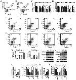 Bcl-2 Antibody in Western Blot (WB)