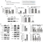 PCNA Antibody in Western Blot (WB)