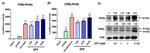 PPAR gamma Antibody in Western Blot (WB)