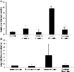 FOXP3 Antibody in Immunohistochemistry (IHC)