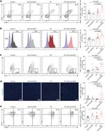 CD3e Antibody in Flow Cytometry (Flow)