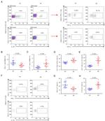 IFN gamma Antibody in Flow Cytometry (Flow)