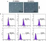 CD45 Antibody in Flow Cytometry (Flow)