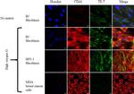 CD44 Antibody in Immunocytochemistry (ICC/IF)