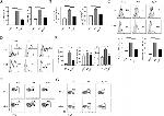 CD44 Antibody in Flow Cytometry (Flow)