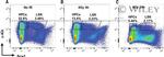 CD117 (c-Kit) Antibody in Flow Cytometry (Flow)