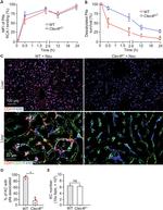 F4/80 Antibody in Immunocytochemistry (ICC/IF)