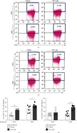 FOXP3 Antibody in Flow Cytometry (Flow)