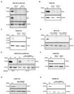 Caspase 1 Antibody in Western Blot (WB)