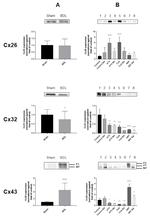 Connexin 26 Antibody in Western Blot (WB)