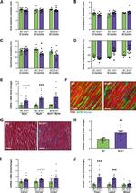 Phospholamban Antibody in Immunohistochemistry (IHC)