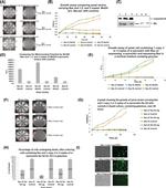 c-Myc Antibody in Western Blot (WB)