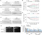 alpha Tubulin Antibody in Western Blot (WB)