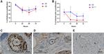 Ki-67 Antibody in Immunohistochemistry (IHC)