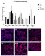 Connexin 26 Antibody in Immunocytochemistry (ICC/IF)