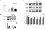 HIF1A Antibody in Western Blot (WB)