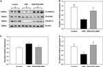 Occludin Antibody in Western Blot (WB)