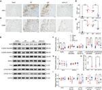 Phospholamban Antibody in Western Blot (WB)