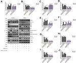 VEGFA Antibody in Western Blot (WB)