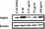 NQO1 Antibody in Western Blot (WB)