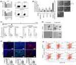 CD44 Antibody in Flow Cytometry (Flow)