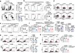 CD44 Antibody in Flow Cytometry (Flow)